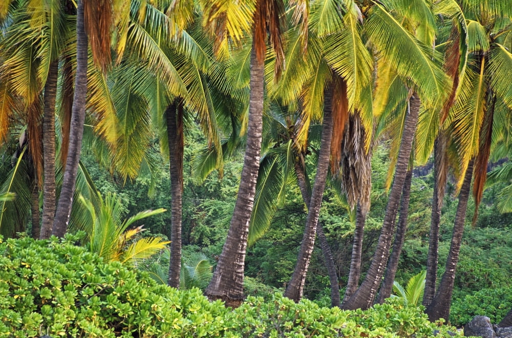 Palm Trees Canvas Art - Bilderbuch Design Pics (18 x 11)