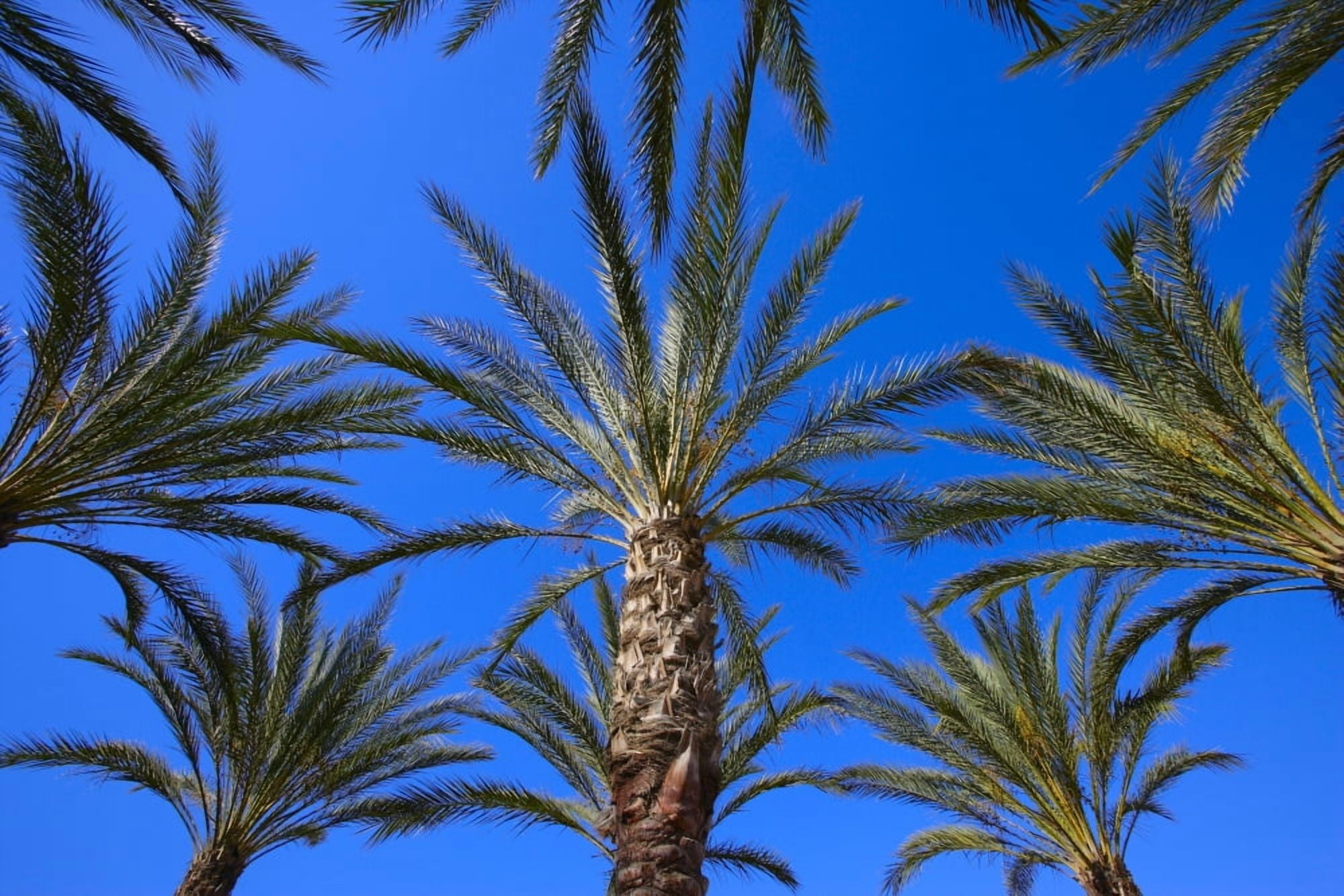 Palm Trees Canvas Art - Don Hammond Design Pics (34 x 22)