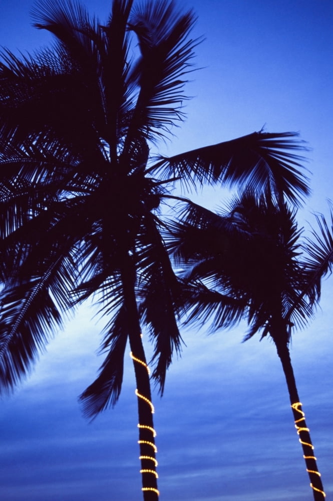 Palm Trees Decorated With Christmas Lights Canvas Art - Ellen Rooney Design Pics (24 x 38)