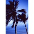 thumbnail image 1 of Palm Trees Decorated With Christmas Lights by Ellen Rooney / Design Pics, 1 of 1