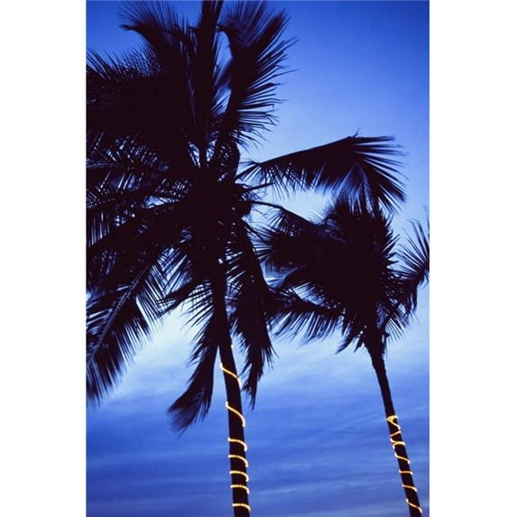 Palm Trees Decorated with Christmas Lights Poster Print, 24 x 38 - Large