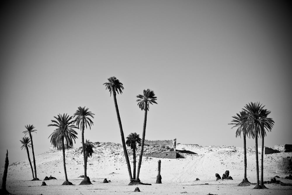 Palm Trees In The Sahara Desert Douz Tunisia Canvas Art - David DuChemin Design Pics (19 x 12)