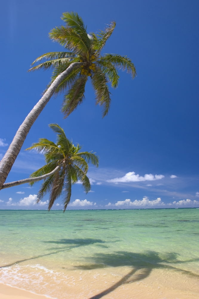 Palm Trees Lean And Cast Shadow On Beach Turquoise Ocean Dramatic Sky Canvas Art - Tomas del Amo Design Pics (11 x 17)