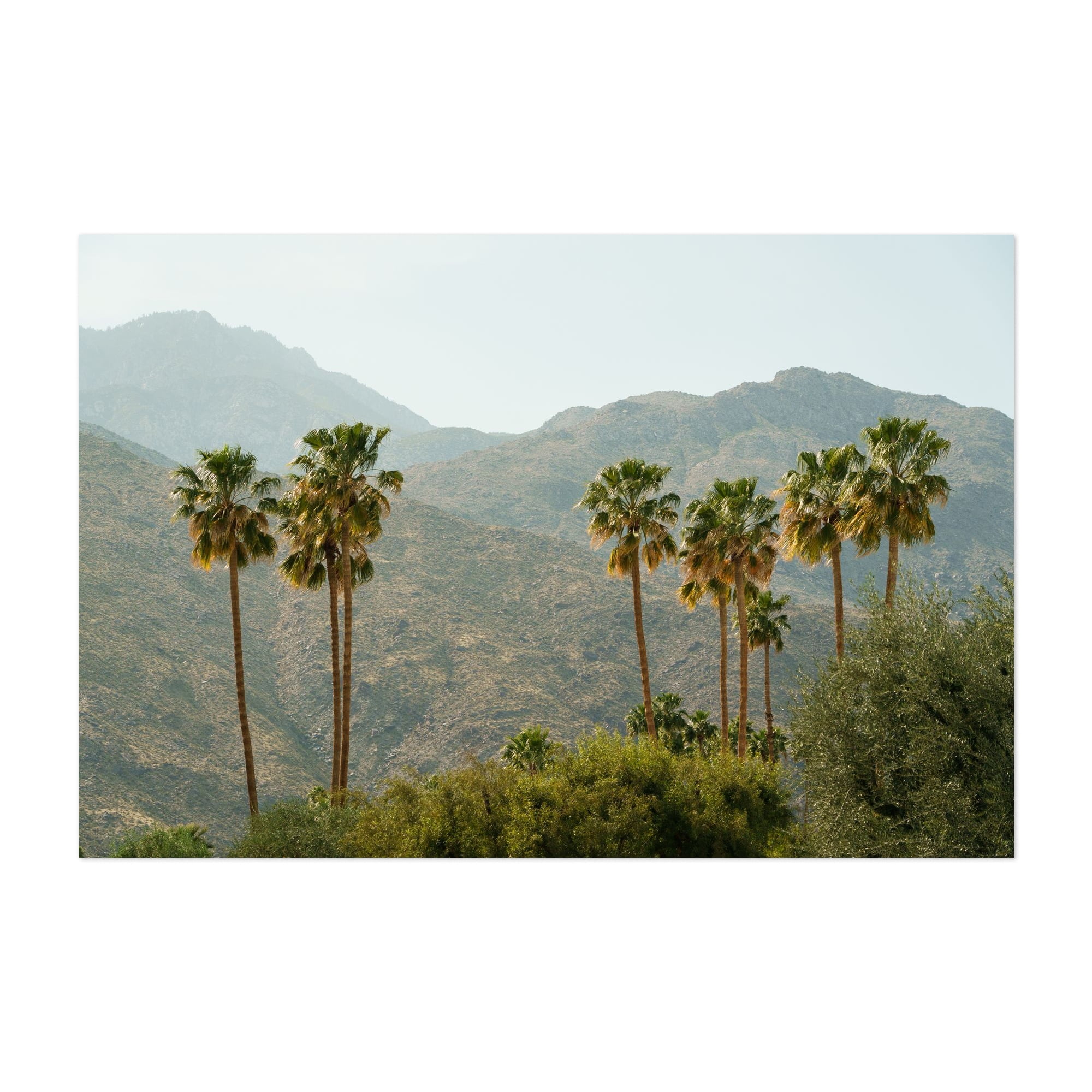 Palm Trees & Mountains, Palm Springs - Palm Springs California ...