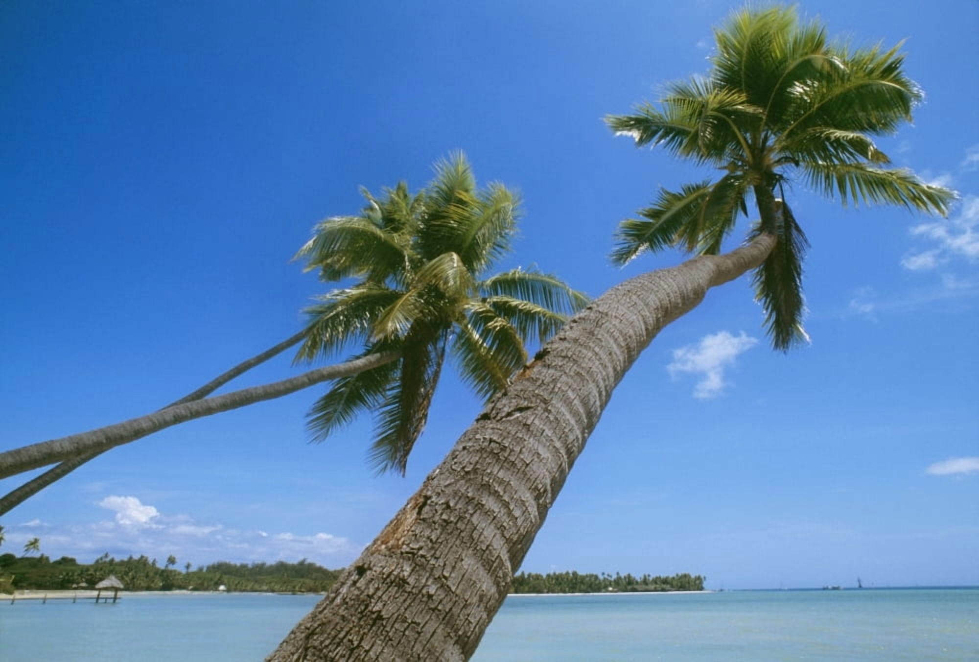 Palm Trees On A Tropical Beach Fiji Canvas Art - Chris Parker Design Pics (34 x 22)