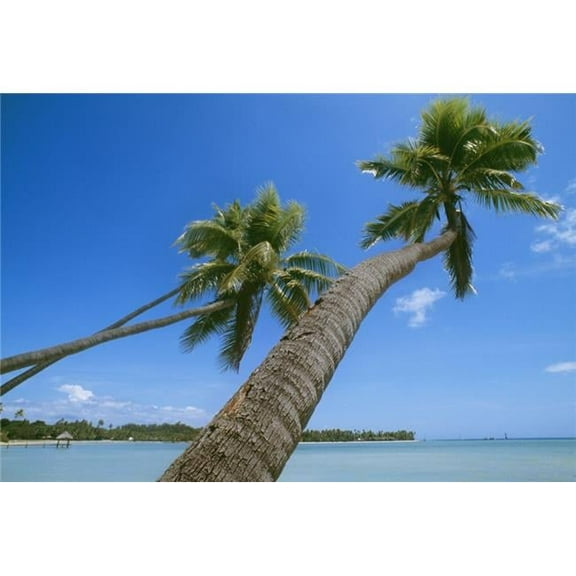 Palm Trees On A Tropical Beach - Fiji Poster Print