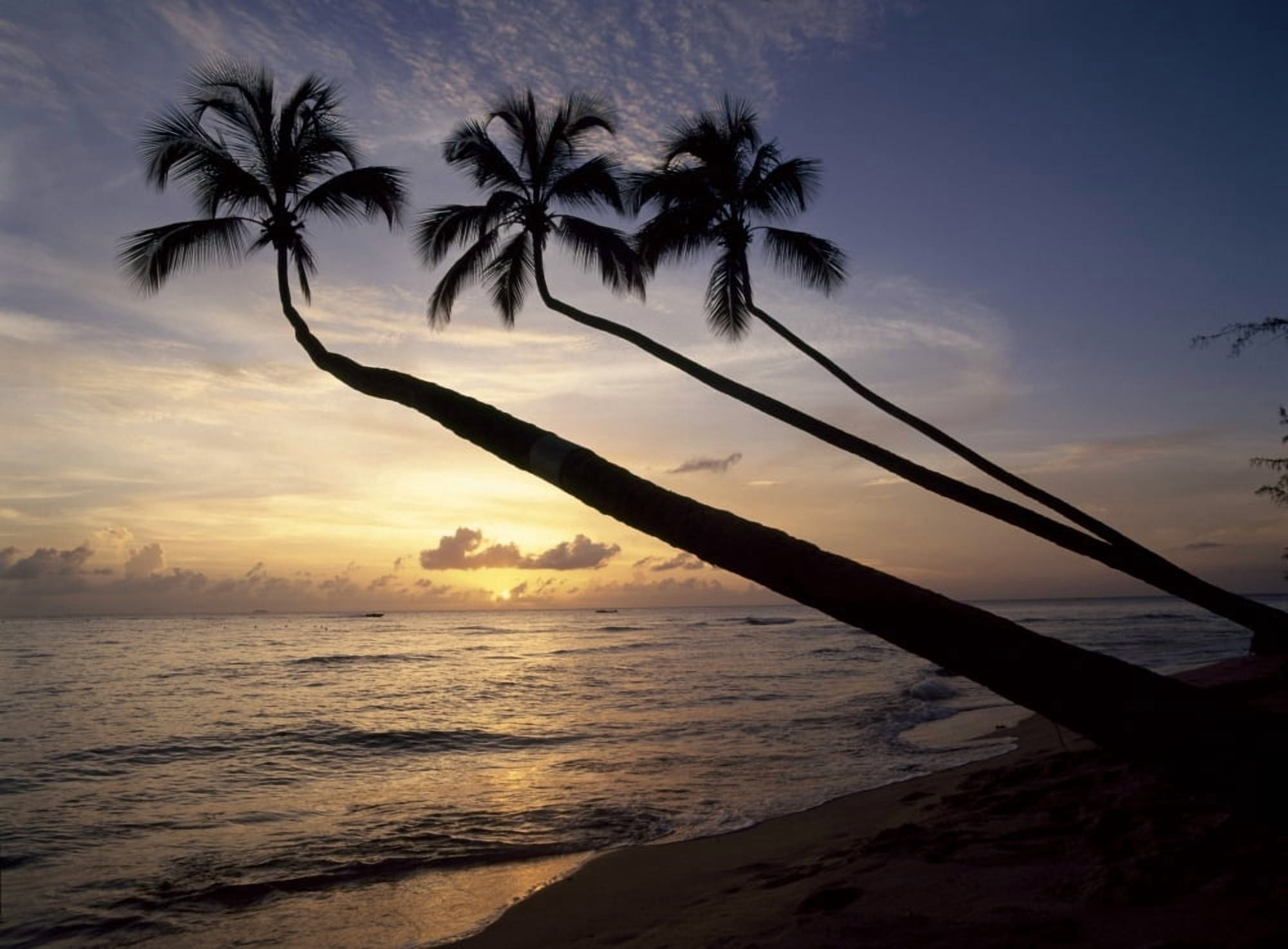 Palm Trees On Beach At Sunset Canvas Art - Ian Cumming Design Pics (18 x 13)