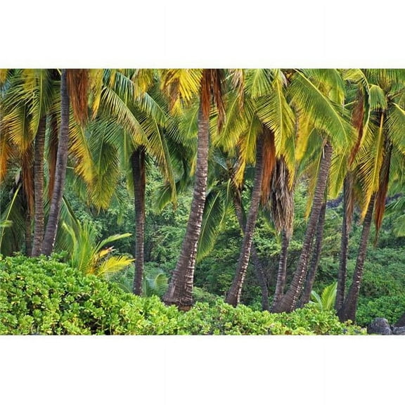 Palm Trees Poster Print - Large