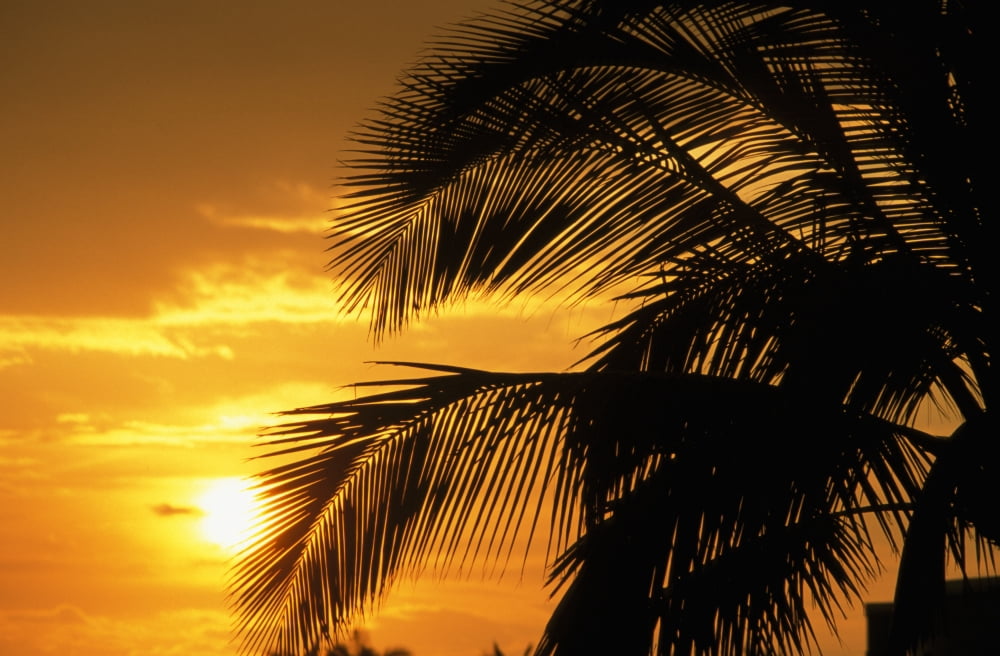 Palm Trees Silhouette With Sunset Orange Sky And Clouds In Background Canvas Art - Bill Brennan Design Pics (34 x 22)