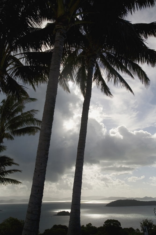 Palm Trees Silhouetted Against Dark Cloudy Sky Canvas Art - Jenny Acheson Design Pics (12 x 19)