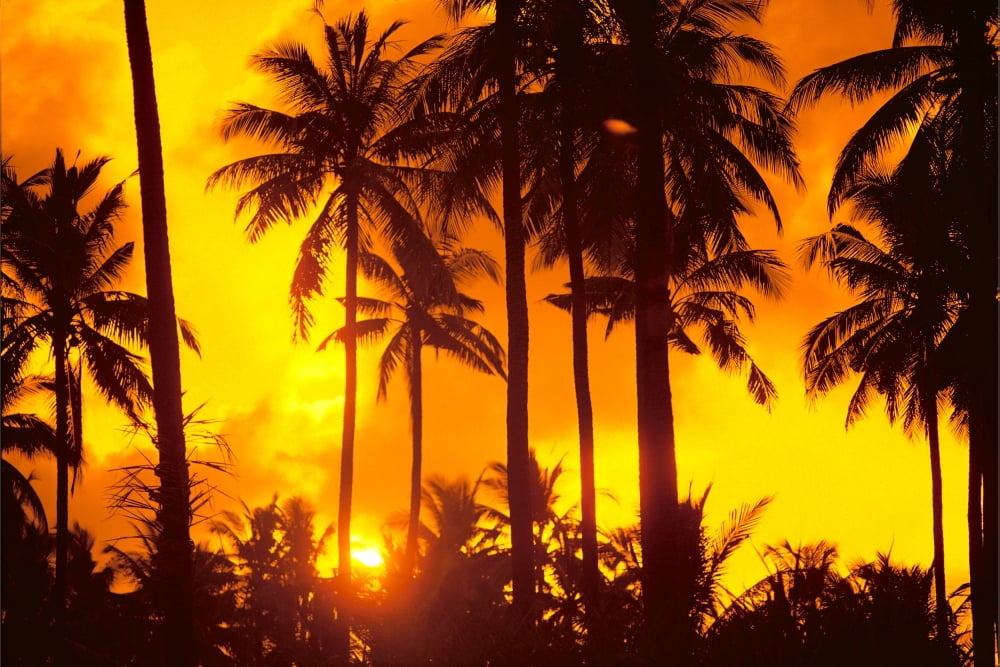 Palm Trees Silhouetted In Bright Orange Sky Sunset Canvas Art - Dana Edmunds Design Pics (19 x 12)