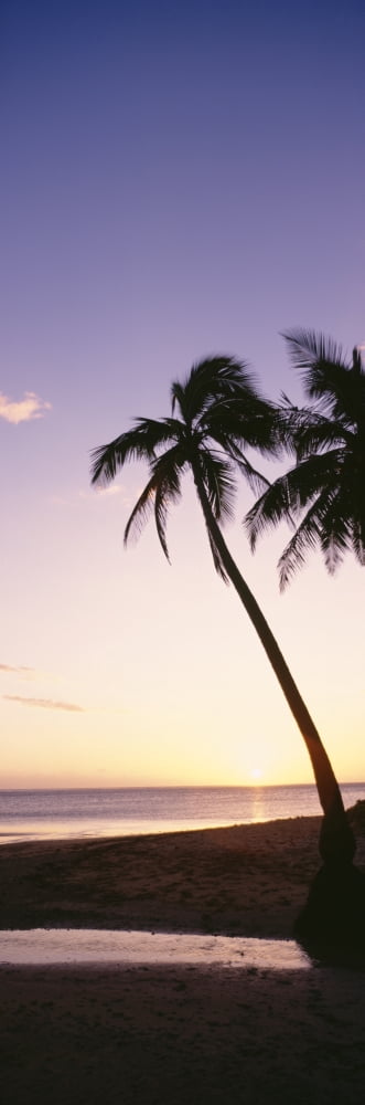 Palm Trees Silhouetted On Beach At Sunset Fiji Canvas Art - Bill Schildge Design Pics (12 x 36)