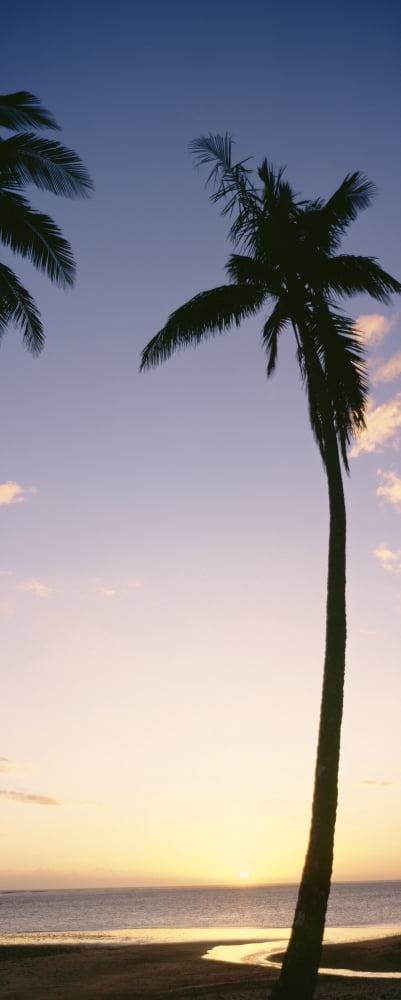 Palm Trees Silhouetted On Beach At Sunset Fiji Canvas Art - Bill Schildge Design Pics (9 x 24)