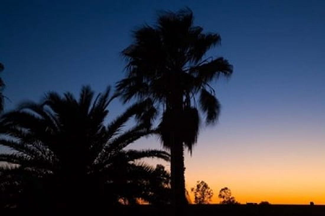 Palm Trees Sunset Stuart Highway Outback Australia Canvas Art - David Wall DanitaDelimont (36 x 24)