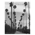 thumbnail image 1 of Palm Trees, Victoria Ave, Riverside c1910 Poster Print by Anonymous (11 x 14), 1 of 1