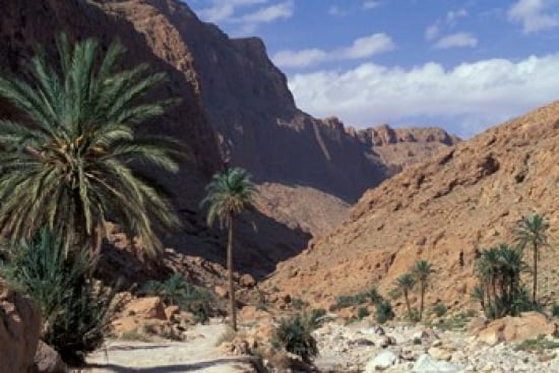 Palm Trees and Creekbed Below Limestone Cliffs Morocco Canvas Art - John & Lisa Merrill DanitaDelimont (36 x 24)