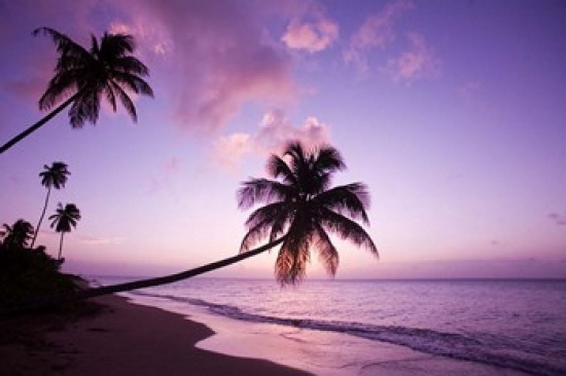 Palm Trees at Sunset Coconut Grove Beach at Cades Bay Nevis Caribbean Canvas Art - Greg Johnston DanitaDelimont (36 x 24)