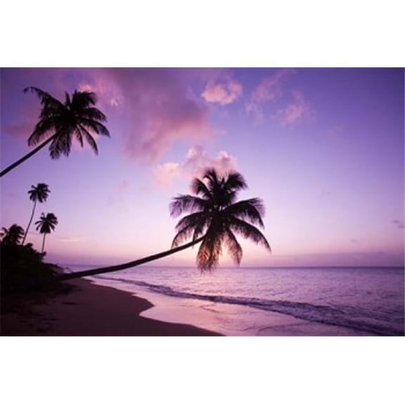 Palm Trees at Sunset Coconut Grove Beach at Cades Bay Nevis Caribbean Print by Greg Johnston