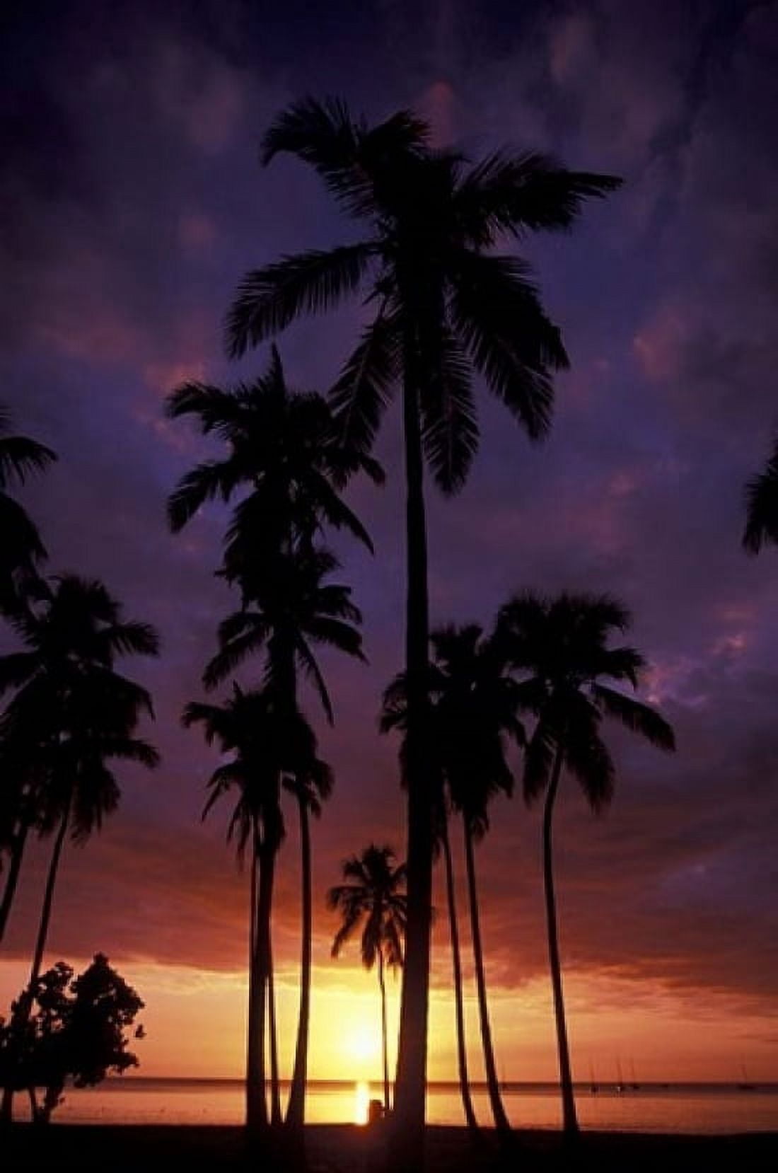 Palm Trees at Sunset Puerto Rico Canvas Art - Greg Johnston DanitaDelimont (24 x 36)