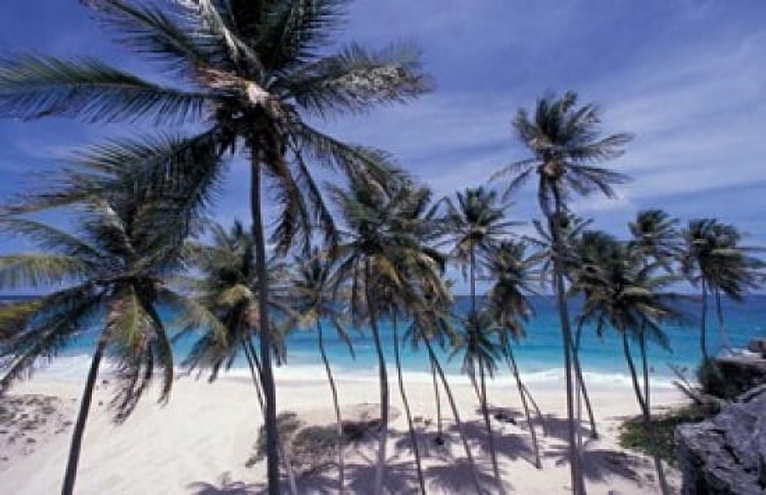 Palm Trees on St Philip Barbados Caribbean Canvas Art - Stuart Westmorland DanitaDelimont (24 x 15)