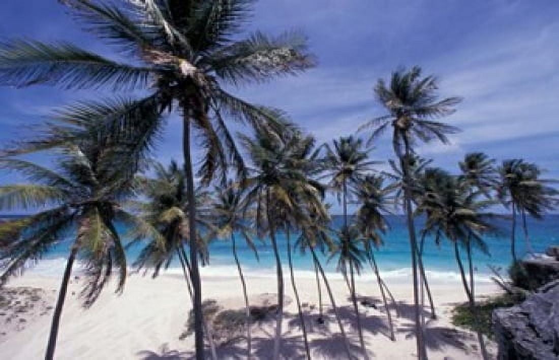 Palm Trees on St Philip Barbados Caribbean Canvas Art - Stuart Westmorland DanitaDelimont (35 x 23)