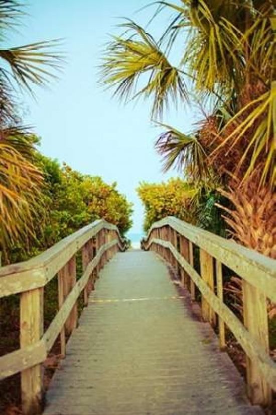 Palm Walkway I Canvas Art - Susan Bryant (24X36)