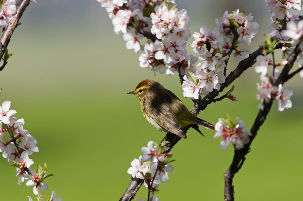 Palm Warbler Bird In A Nanking Cherry Tree Winnipeg Manitoba Canvas Art - Mike Grandmaison Design Pics (18 x 12)