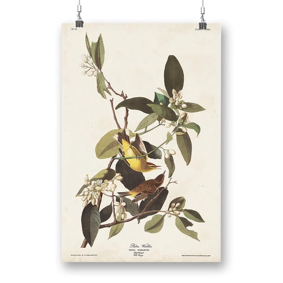 Palm Warbler Iii Poster - John James Audubon Designs,