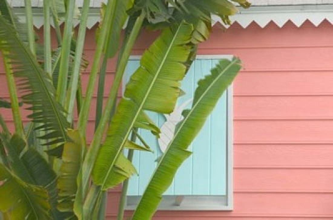Palm and Pineapple Shutters Detail Great Abaco Island Bahamas Canvas Art - Walter Bibikow DanitaDelimont (17 x 11)