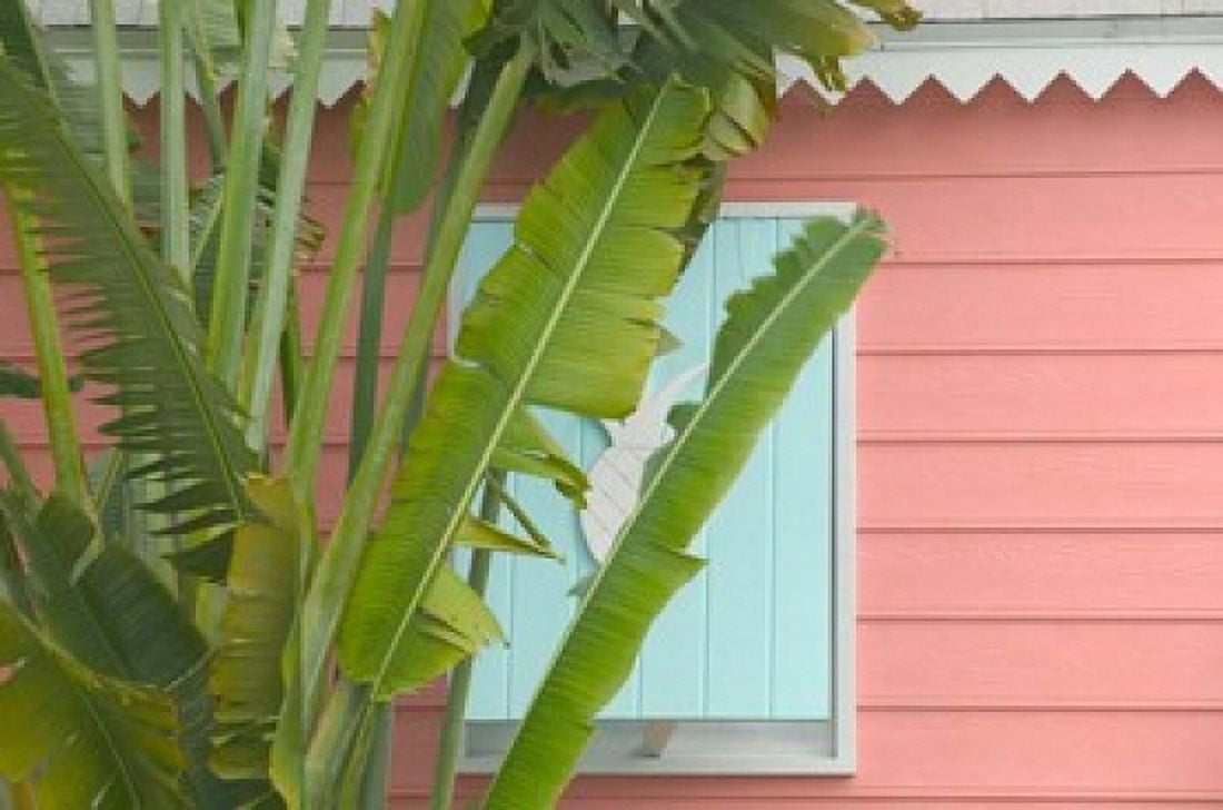 Palm and Pineapple Shutters Detail Great Abaco Island Bahamas Canvas Art - Walter Bibikow DanitaDelimont (34 x 23)