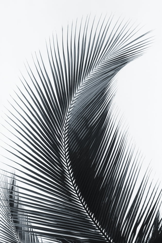 Palm frond curved upward towards sky (black and white photograph) Canvas Art - Larry Dale Gordon Design Pics (11 x 17)