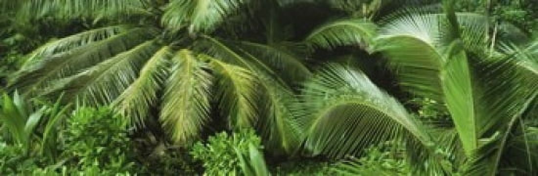 Palm fronds and green vegetation Seychelles Canvas Art - Panoramic Images (18 x 6)