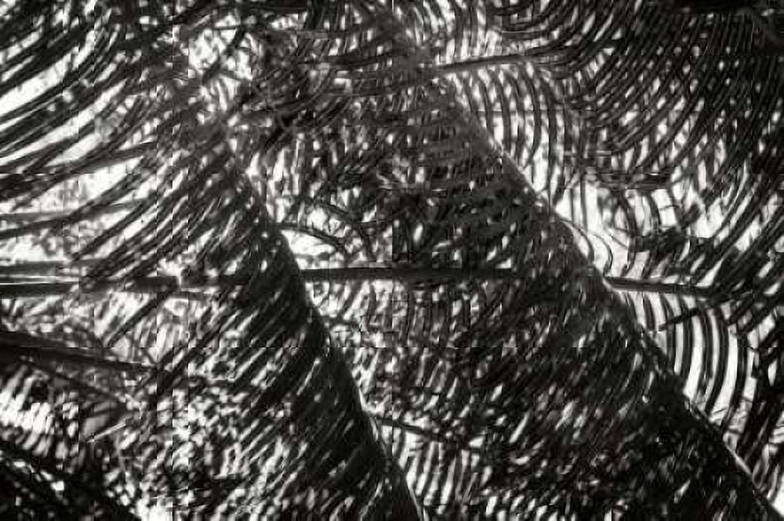 Palm in the Light Canvas Art - Alan Hausenflock (20 x 28)