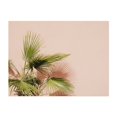 thumbnail image 1 of Palm plant in Morocco - Marrakesh Marrakesh-Safi Morocco Photography Palm Tree Minimalist Tropical Boho Pastel Summer Botanical Unframed Wall Art Print 18 x 24 inches, 1 of 4