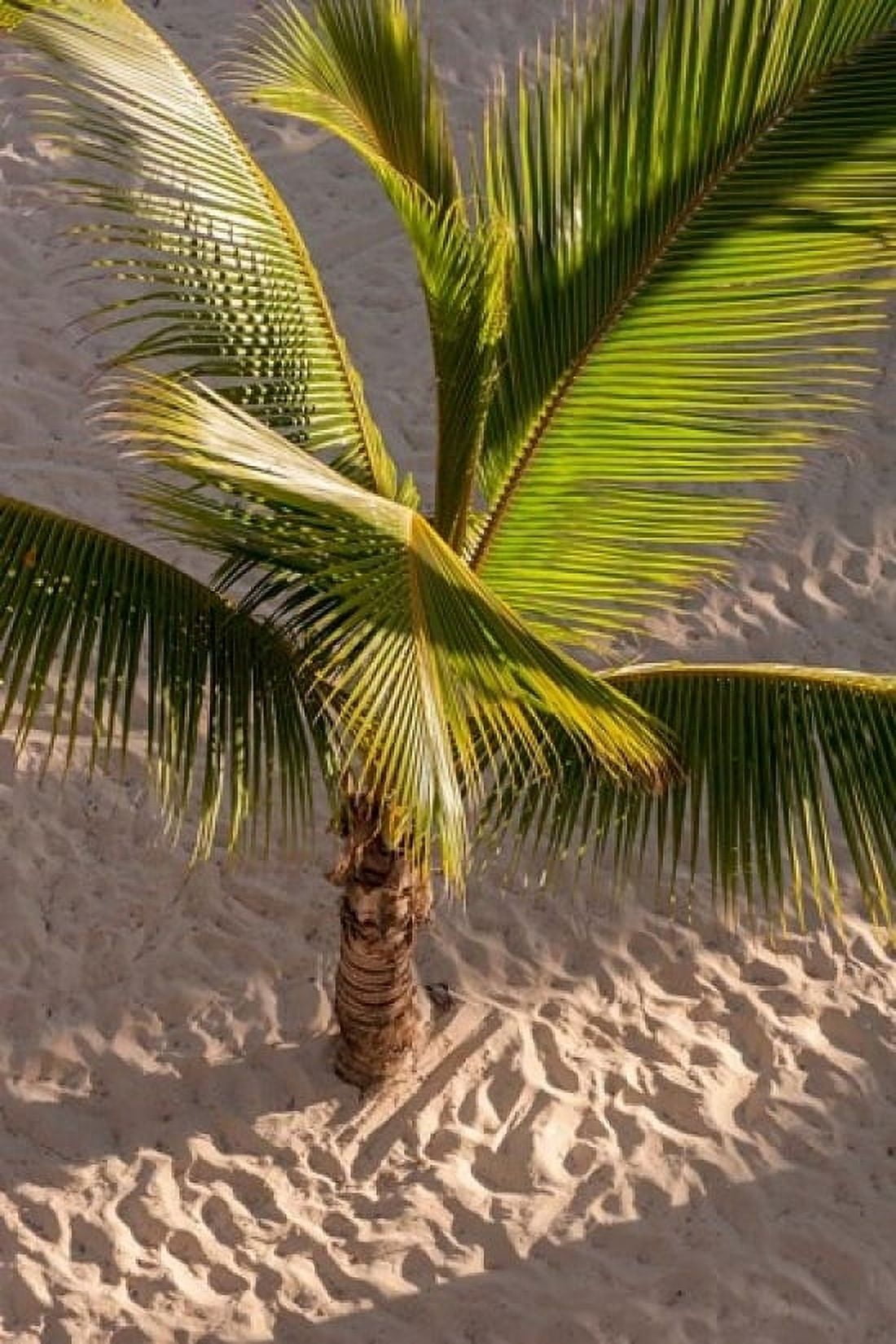 Palm tree Bavaro Beach Higuey Punta Cana Dominican Republic Canvas Art - Lisa S Engelbrecht DanitaDelimont (24 x 36)