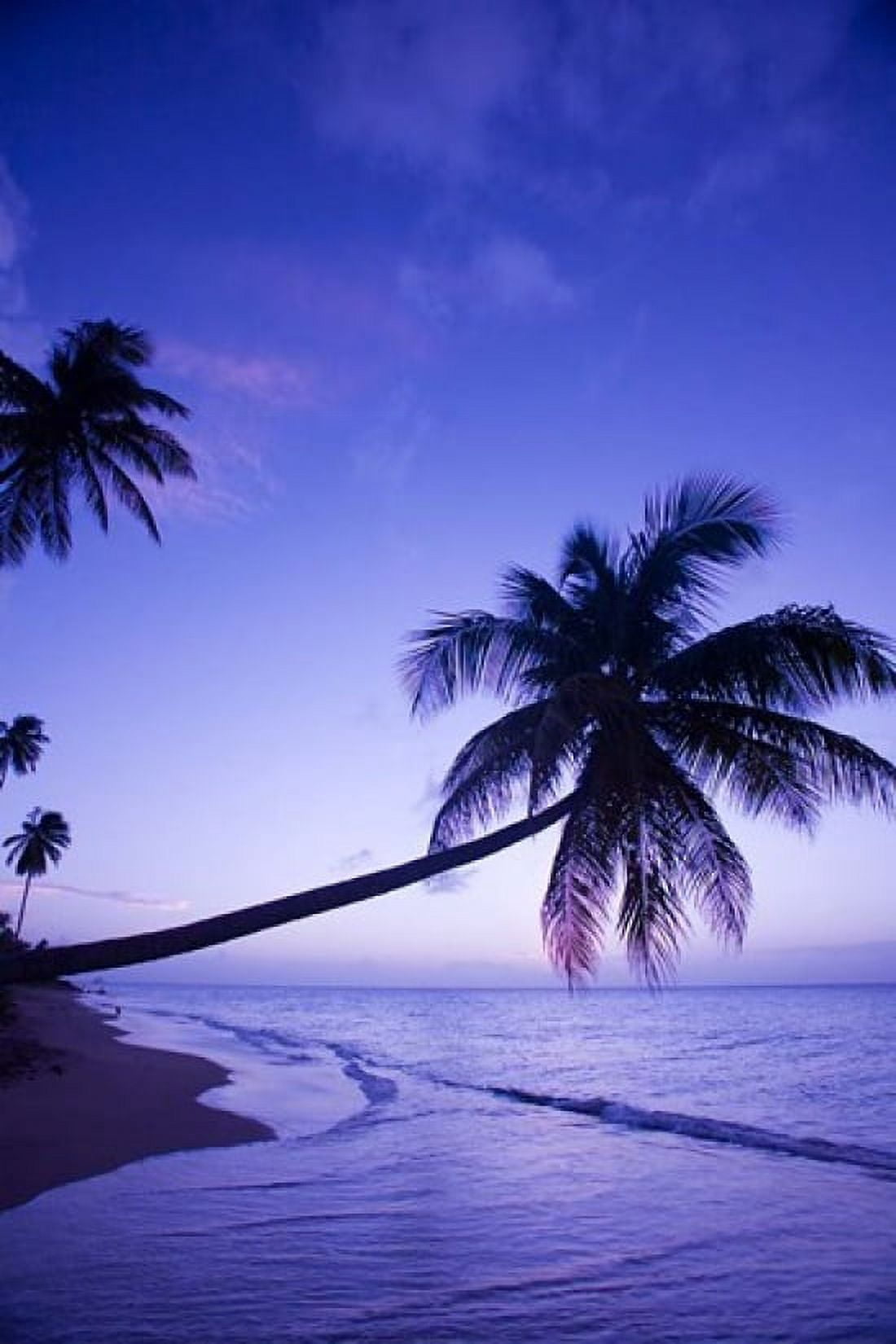 Palm tree Coconut Grove beach Cades Bay Caribbean Canvas Art - Greg Johnston DanitaDelimont (18 x 26)