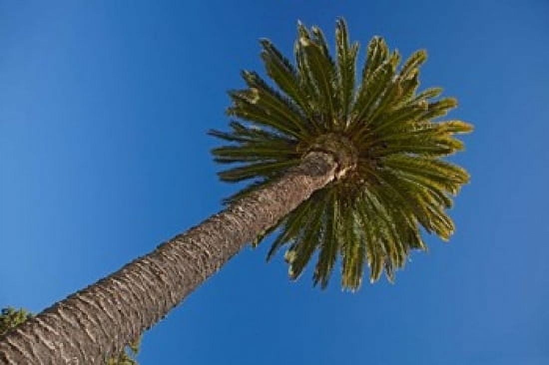 Palm tree Seymour Square Marlborough New Zealand Canvas Art - David Wall DanitaDelimont (36 x 24)