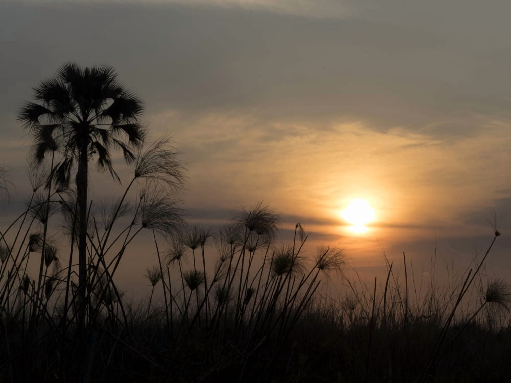 Palm tree and Papyrus plants at dusk Okavango Delta Ngamiland Botswana Canvas Art - Panoramic Images (12 x 16)