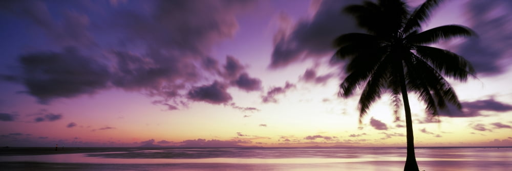 Palm tree at dusk Tahiti French Polynesia Canvas Art - Panoramic Images (36 x 12)