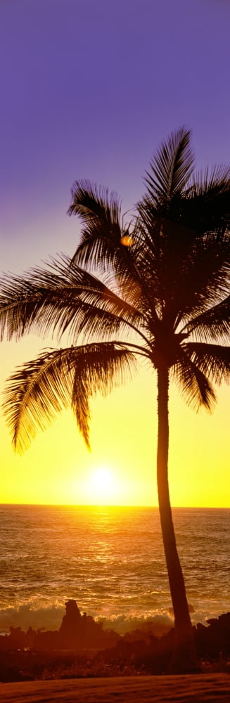 Palm tree at the coast at sunset Waikoloa Hawaii County Hawaii USA Canvas Art - Panoramic Images (12 x 36)