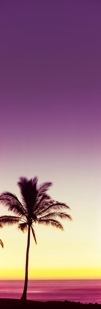 Palm tree at the coast at sunset Waikoloa Hawaii County Hawaii USA Canvas Art - Panoramic Images (6 x 18)