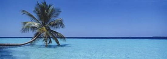 Palm tree in the sea Maldives Canvas Art - Panoramic Images (36 x 13)