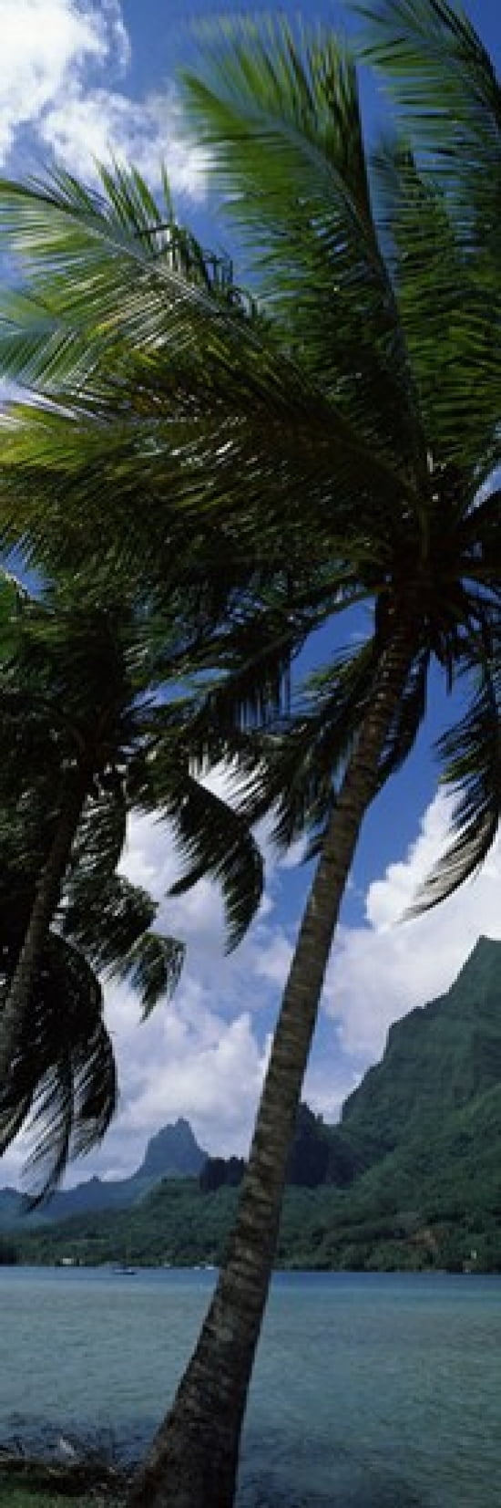 Palm tree on Cooks Bay with Mt Mouaroa in the Background Moorea Society Islands French Polynesia Canvas Art - Panoramic Images (36 x 12)