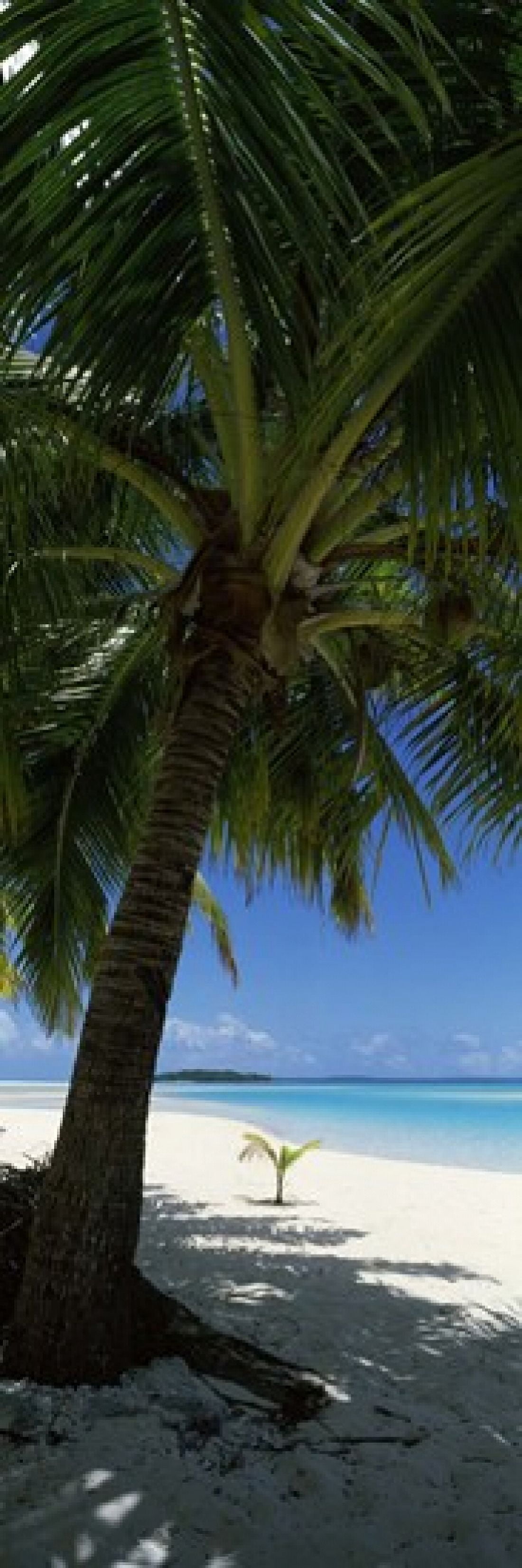 Palm tree on the beach Aitutaki Cook Islands Canvas Art - Panoramic Images (18 x 6)