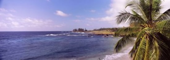 Palm tree on the beach Hamoa Beach Hana Maui Hawaii USA Canvas Art - Panoramic Images (36 x 13)