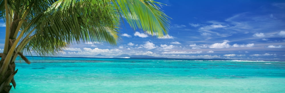 Palm tree on the beach Huahine Island Society Islands French Polynesia Canvas Art - Panoramic Images (36 x 12)