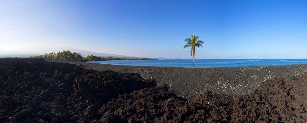 Palm tree on the beach Keawaiki Bay Black Sand Beach Kohala Big Island Hawaii USA Canvas Art - Panoramic Images (36 x 12)