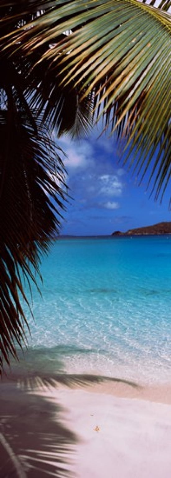 Palm tree on the beach Maho Bay Virgin Islands National Park St John US Virgin Islands Canvas Art - Panoramic Images (18 x 7)