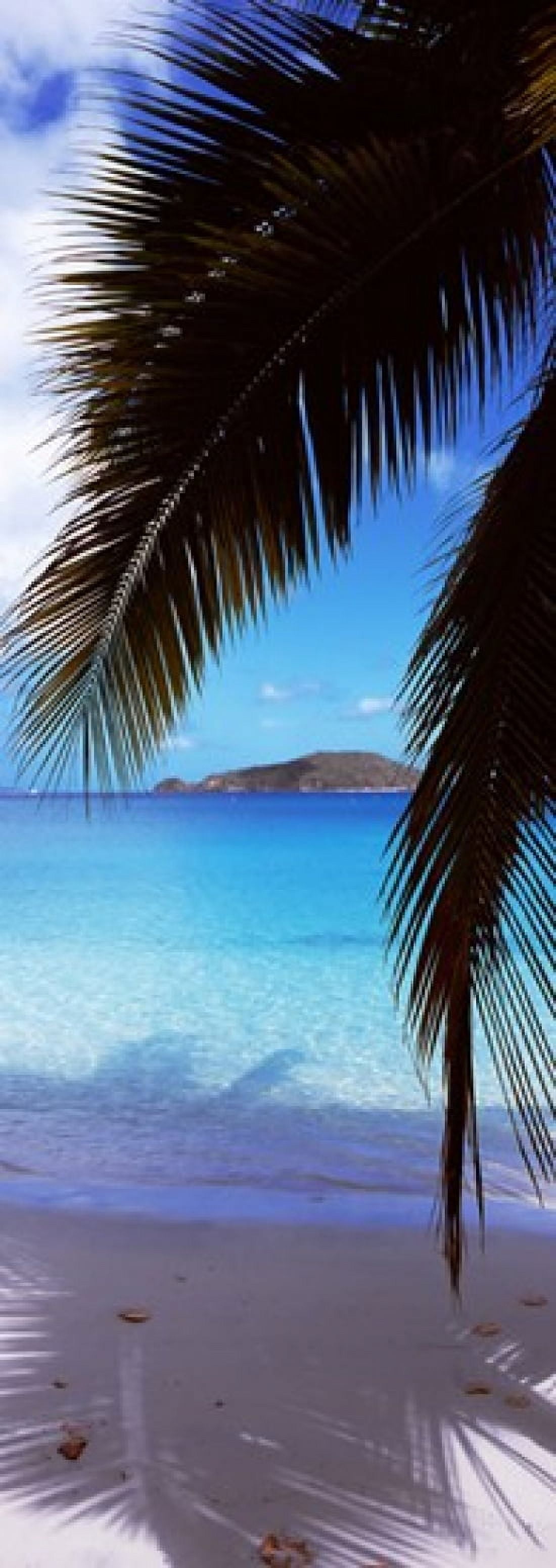 Palm tree on the beach Maho Bay Virgin Islands National Park St John US Virgin Islands Canvas Art - Panoramic Images (36 x 13)