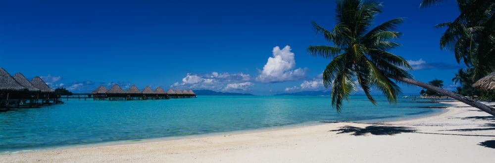 Palm tree on the beach Moana Beach Bora Bora Tahiti French Polynesia Canvas Art - Panoramic Images (36 x 12)